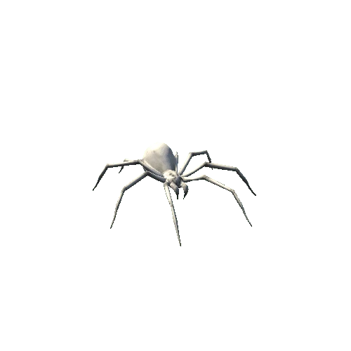 spider rgl_03